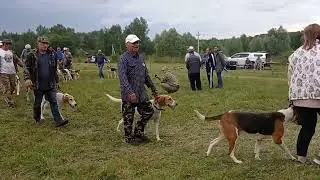 Выставка гончих пегих собак г Тула. старшая возрастная группа выжловки