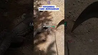 predator ayam & bebek