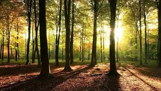FS19 Tree generator script for Giants Editor