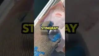 IS TICKLING A STING RAY DANGEROUS? 