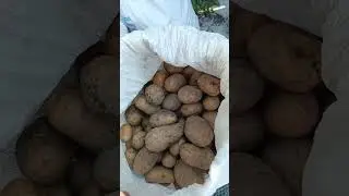 #Картошка 🥔 на зиму 🤗 #Покупки #Село  #Август 2024  #Многодетной #Семьи 🥰   #shorts #shorts