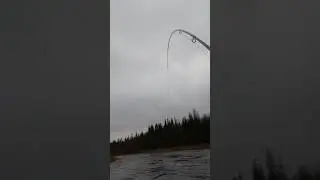 Как я поймал лошалую семгу 🎣