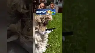ЗАСМЕЯЛСЯ-ПОДПИСАЛСЯ! Ч.006🤣ЛУШЧЕ УЖЕ НЕ БУДЕТ!