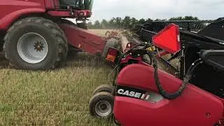 Høst 2017. Case 9230 høster hvede.