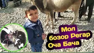 Мол бозори ш. Турсунзода Бозори Пахтообод нархои Аспхо ва Гови гусаладор / Лошадь