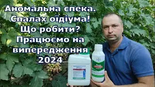 Спалах оїдіума! Що робити? Працюємо на випередження. 2024