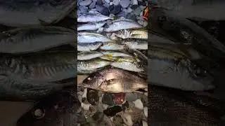 Рыбалка на чёрном море. Ставрида.