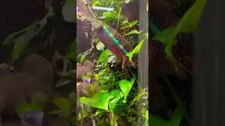 Хамелеон кушает 😋