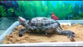 How to Make a Sandbox for Red-Eared Slider Eggs