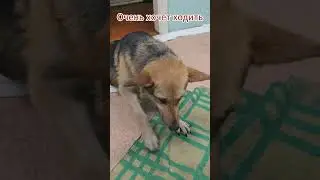 Дине нужна помощь. Полное видео по ссылке выше.