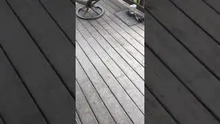DIY chipping paint on deck redo .