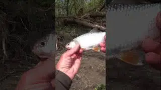 ВЕСЕННЯЯ ПЛОТВА И ЕЩЁ С ИКРОЙ.      