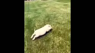 Piglet Running Away
