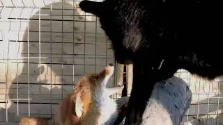 Fox and Dog friendship