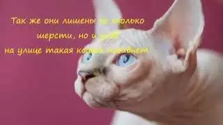 Сфинкс Порода кошек.