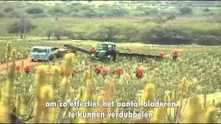 Aloe Vera of America   Forever Nutraceutical 2010   Dutch NL