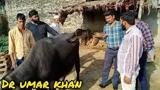 Treatment of FMD l dr umar khan