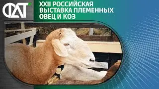 Всероссийская выставка племенных овец и коз