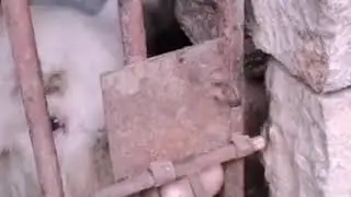 Call the Police  ~Pig Man is Escaping from Prison!