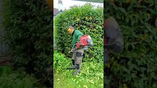 Large hedge cut ! Oddly satisfying/ time lapse
