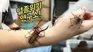 제주 두점박이사슴벌레, 소똥구리 연구소 탐방!