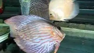 growing discus baby feeding on young pre-parent discus