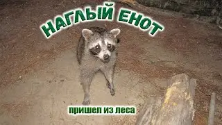Наглый енот