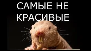 Самые Уродливые Животные нашей Планеты
