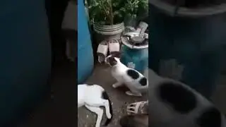 Miss Y and C is live  happy with babyqoh catlover
