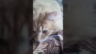 # Shorts мартовский гуляка