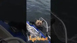 Кадры спасения животных Медведь  Красиво Круто Супер Интересное видео Спасение Позитив #shorts