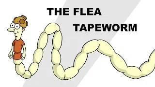 The Flea Tapeworm (Dipylidium caninum) - Plain and Simple