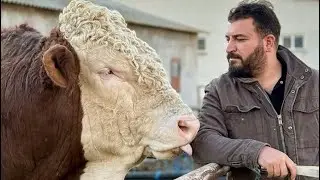 IN PURSUIT OF A DREAM: AKIF METİN’S JOURNEY FROM ZERO TO THE TOP! KANGALS AND LARGE ANIMALS