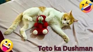 Cat Comedy : The Funniest Cat on the Internet part-1 😼🔥