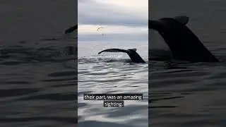 A Summer in Húsavík, the European capital of whale watching! - 2018