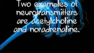 The Nervous System A Level Biology Revision Video - Part 2