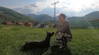 Sit-Down-Stand commands with Xoloitzcuintle. Команды сидеть-лежать-стоять с ксоло.