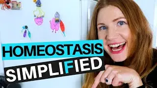 Homeostasis and Positive/Negative Feedback Simplified