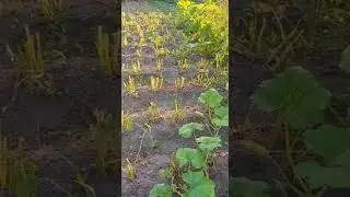 Подготовка картофеля к сбору урожая #картофель