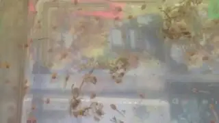 Pacman tadpoles day 3