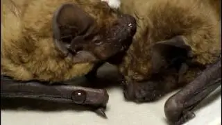 Bat  Rehabilitation Centre of Feldman Ecopark, Ukraine