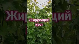 Чеканить его? 