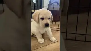 Must fight back against the CLAW!!! 🥹🐾❤️ 