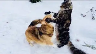 МИКС МИНУТНЫХ ВИДЕО ДЛЯ ИНСТАГРАМ #ВЕСЕЛЫЕ ИГРЫ КОТА И СОБАКИ# Приятного просмотра