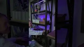 Выращивание рассады в домашних условиях. Металлический стеллаж для садоводства. #сад #огород
