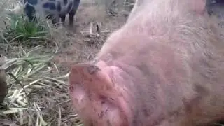 Viste cuando pasas a ser una persona, que molesta