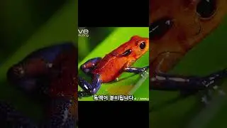 맹독을 품은 동물들 