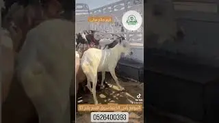 #agriculture #اكسبلور #animals #goat #farm #meat #farmlife #للبيع #طيور #تيك_توك