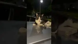 Кот боксер ?