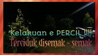 Kelakuan e PERCIL !!! Terciduk disemak - semak